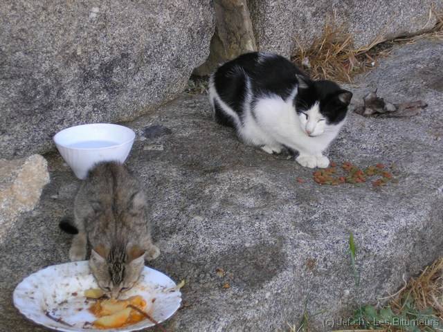 mini-P8170607 les chats s'en foutent, ils bouffent leurs patates(!)